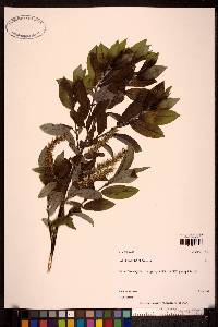 Salix barclayi image