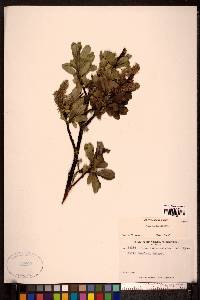 Salix barclayi image