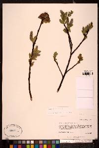 Salix barclayi image