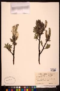 Salix barrattiana image