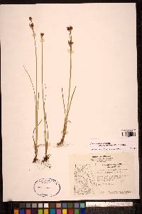 Juncus castaneus subsp. castaneus image