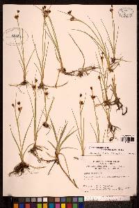 Juncus castaneus image