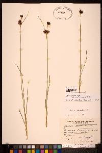 Juncus castaneus image