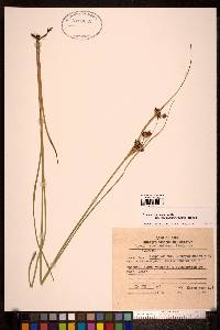 Juncus castaneus subsp. leucochlamys image