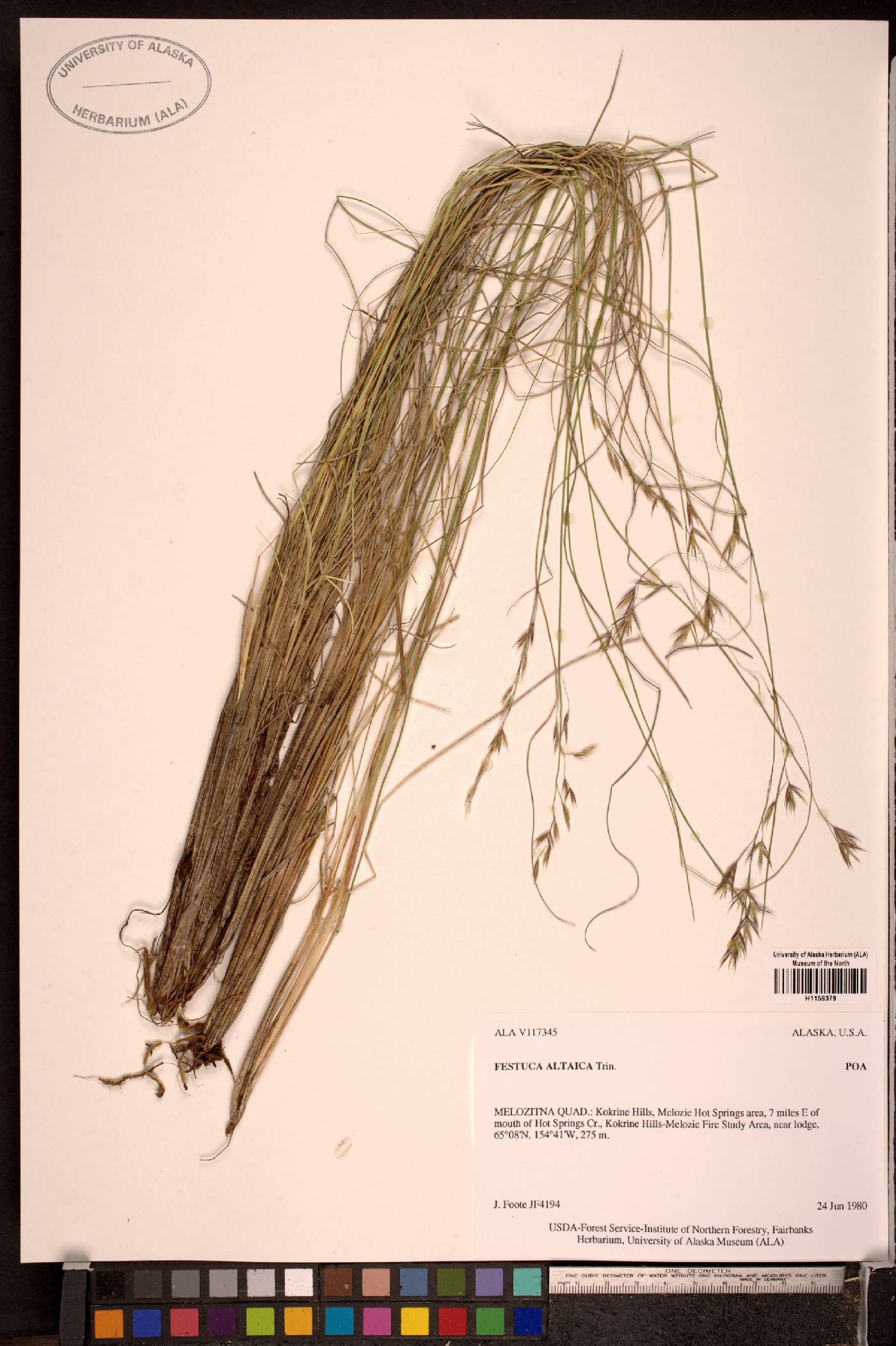 Festuca altaica image
