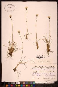 Eriophorum brachyantherum image