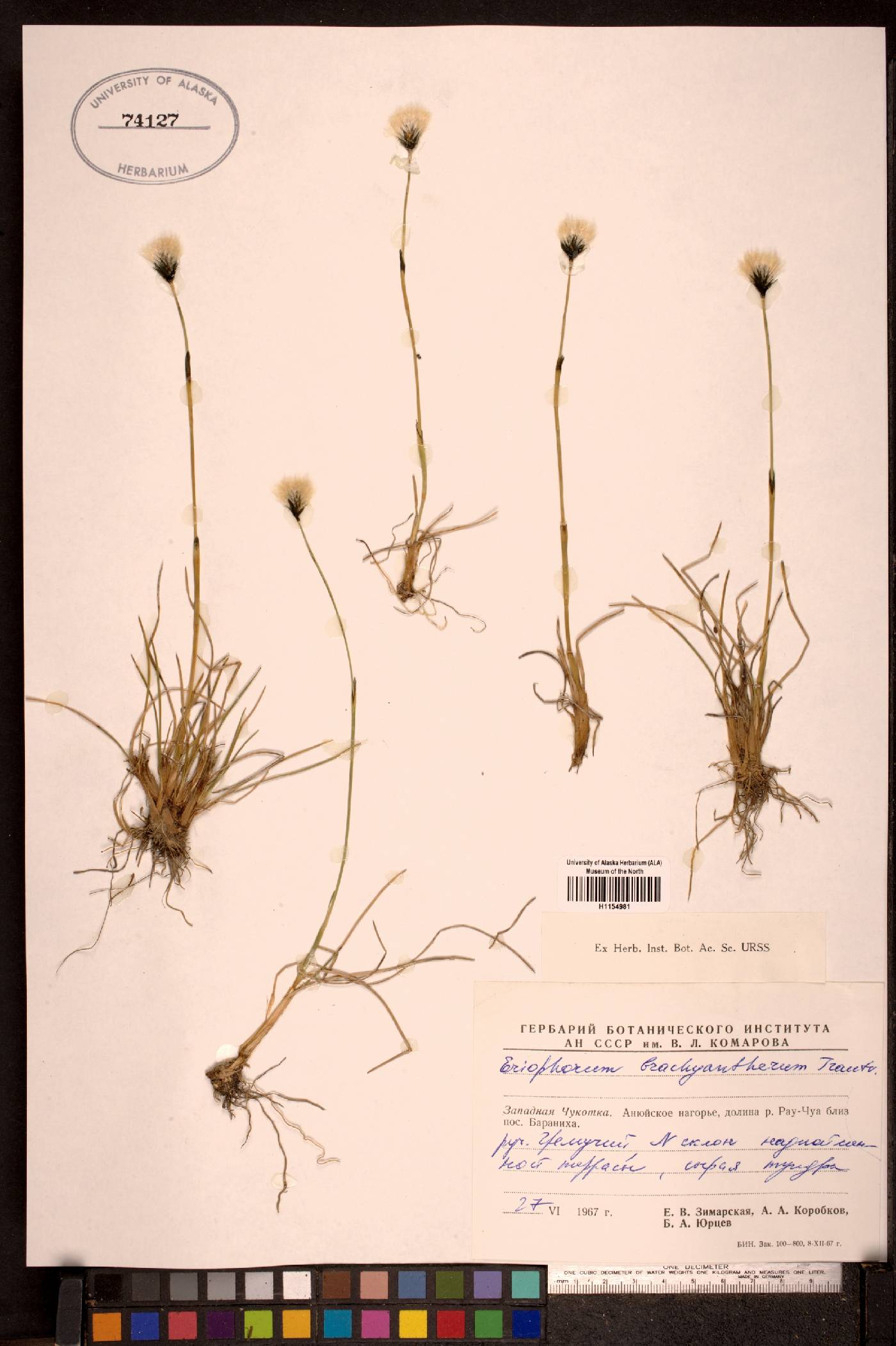 Eriophorum brachyantherum image