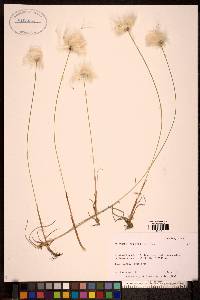 Eriophorum russeolum image