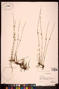 Juncus filiformis image