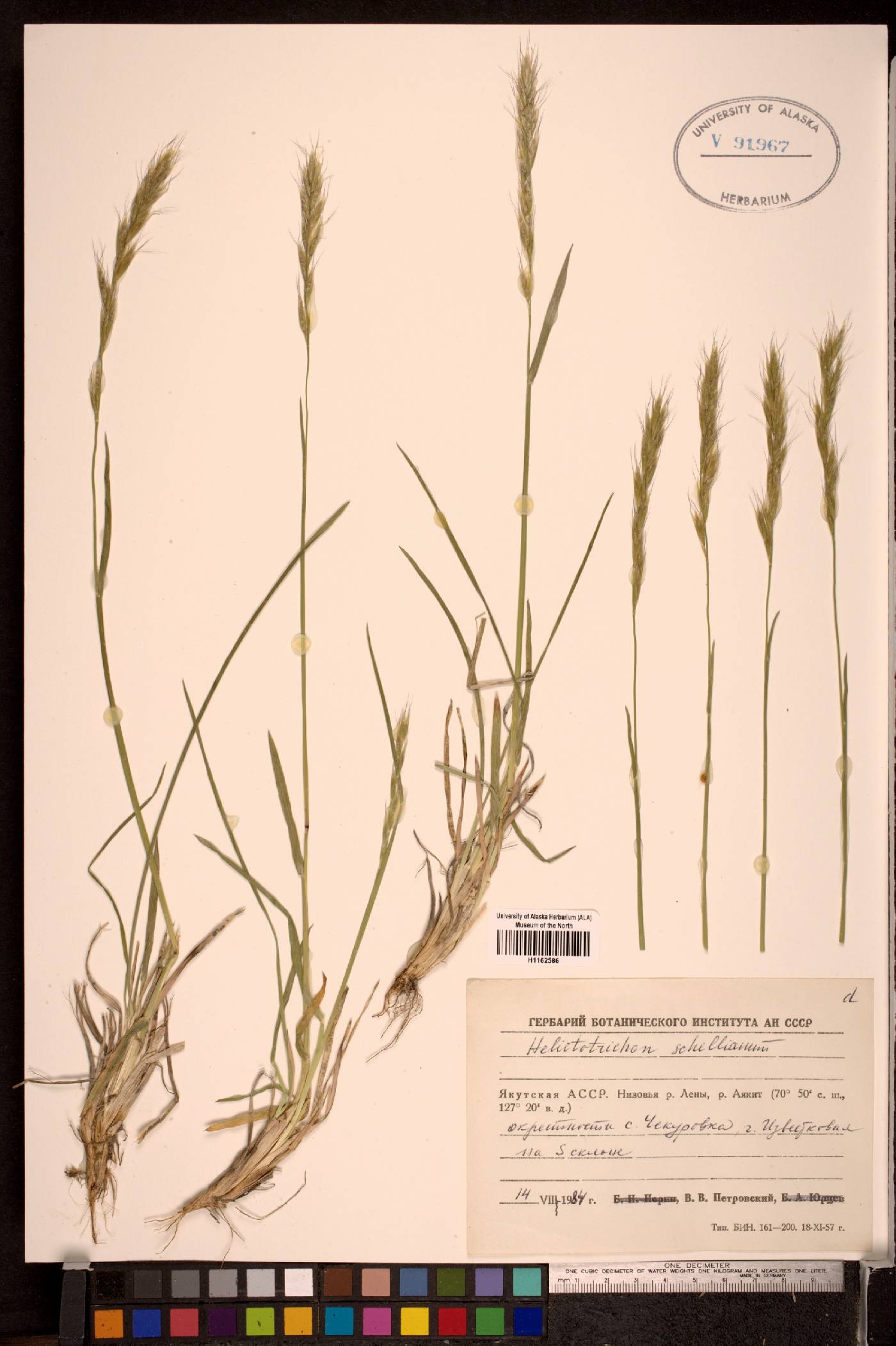 Helictochloa image