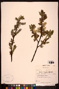 Salix barclayi image