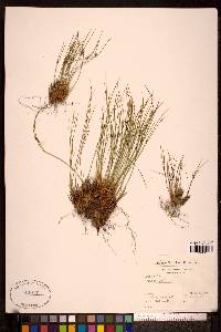 Juncus trifidus image