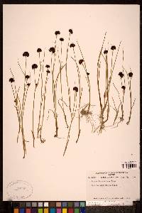 Juncus mertensianus image