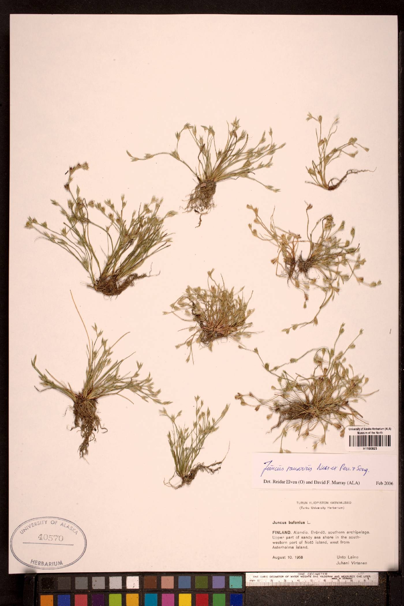 Juncus ambiguus image