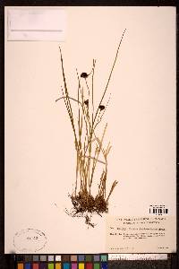 Juncus mertensianus image