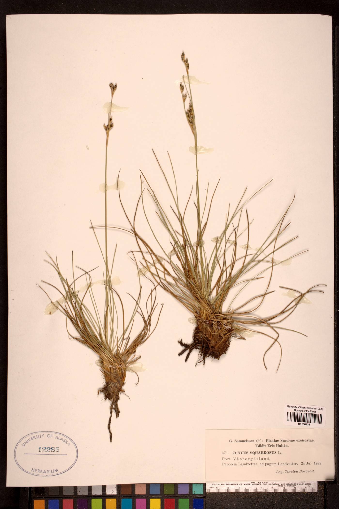 Juncus squarrosus image