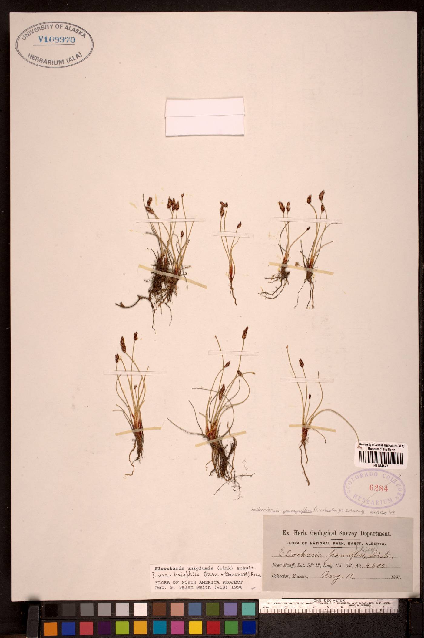 Eleocharis uniglumis image
