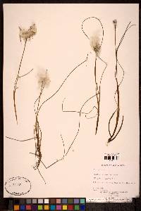 Eriophorum chamissonis image