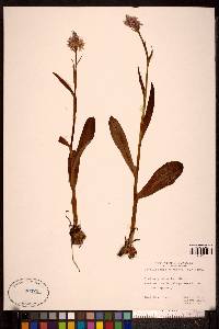Dactylorchis maculata image