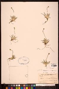 Tofieldia pusilla image