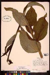 Veratrum viride subsp. eschscholtzii image