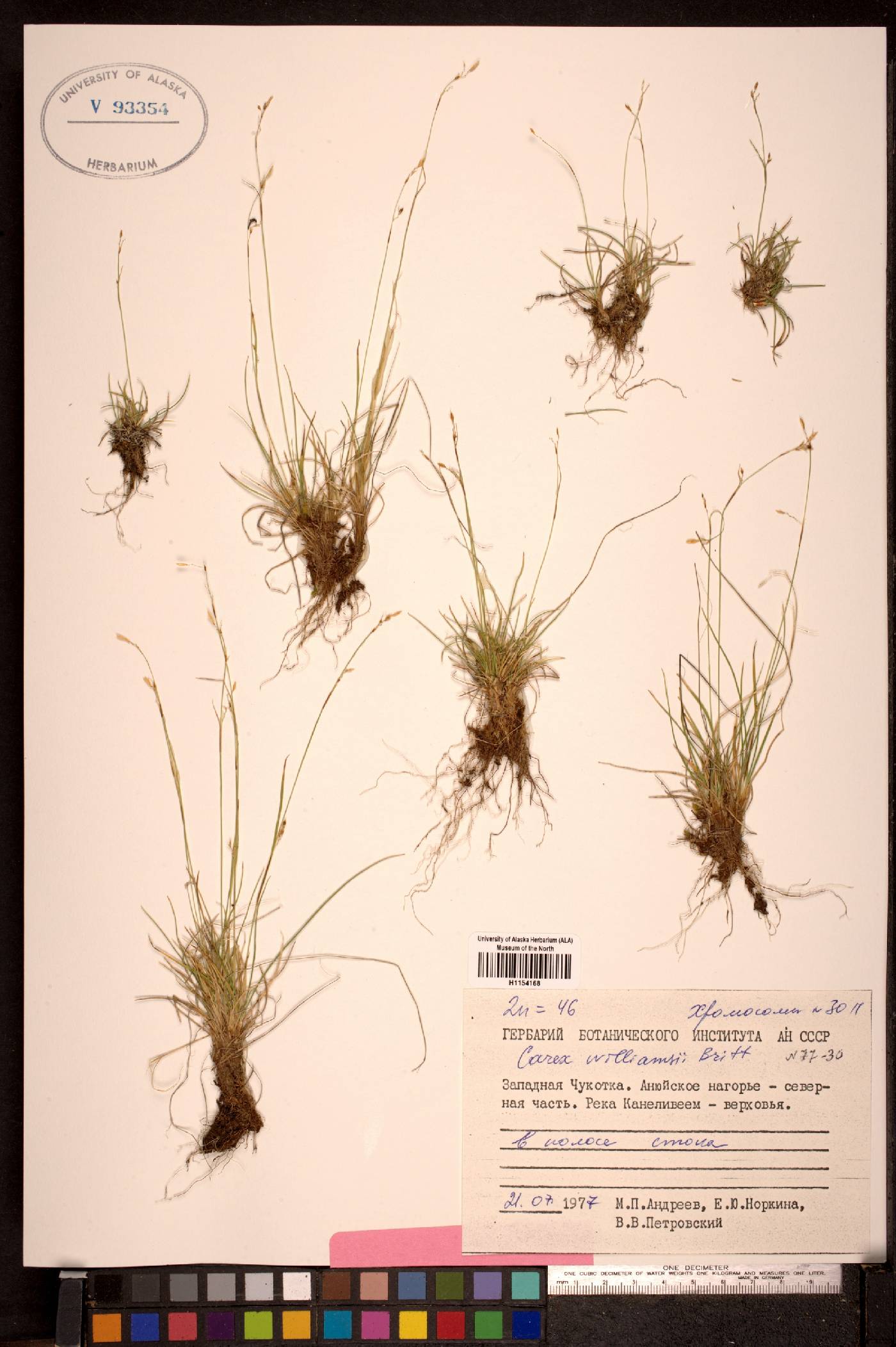 Carex williamsii image