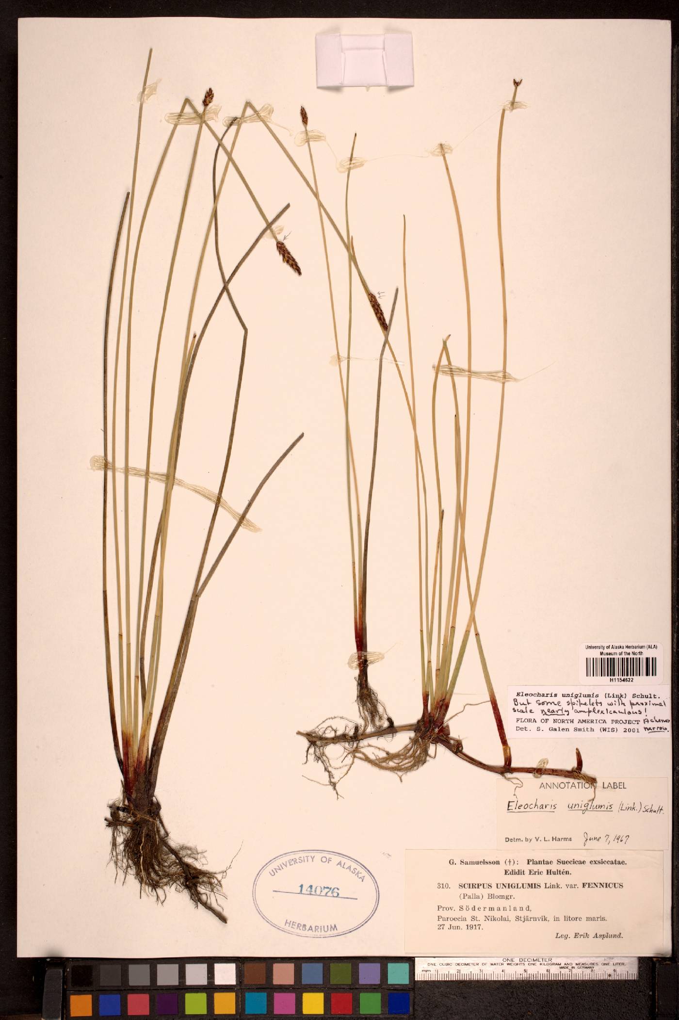 Eleocharis uniglumis image