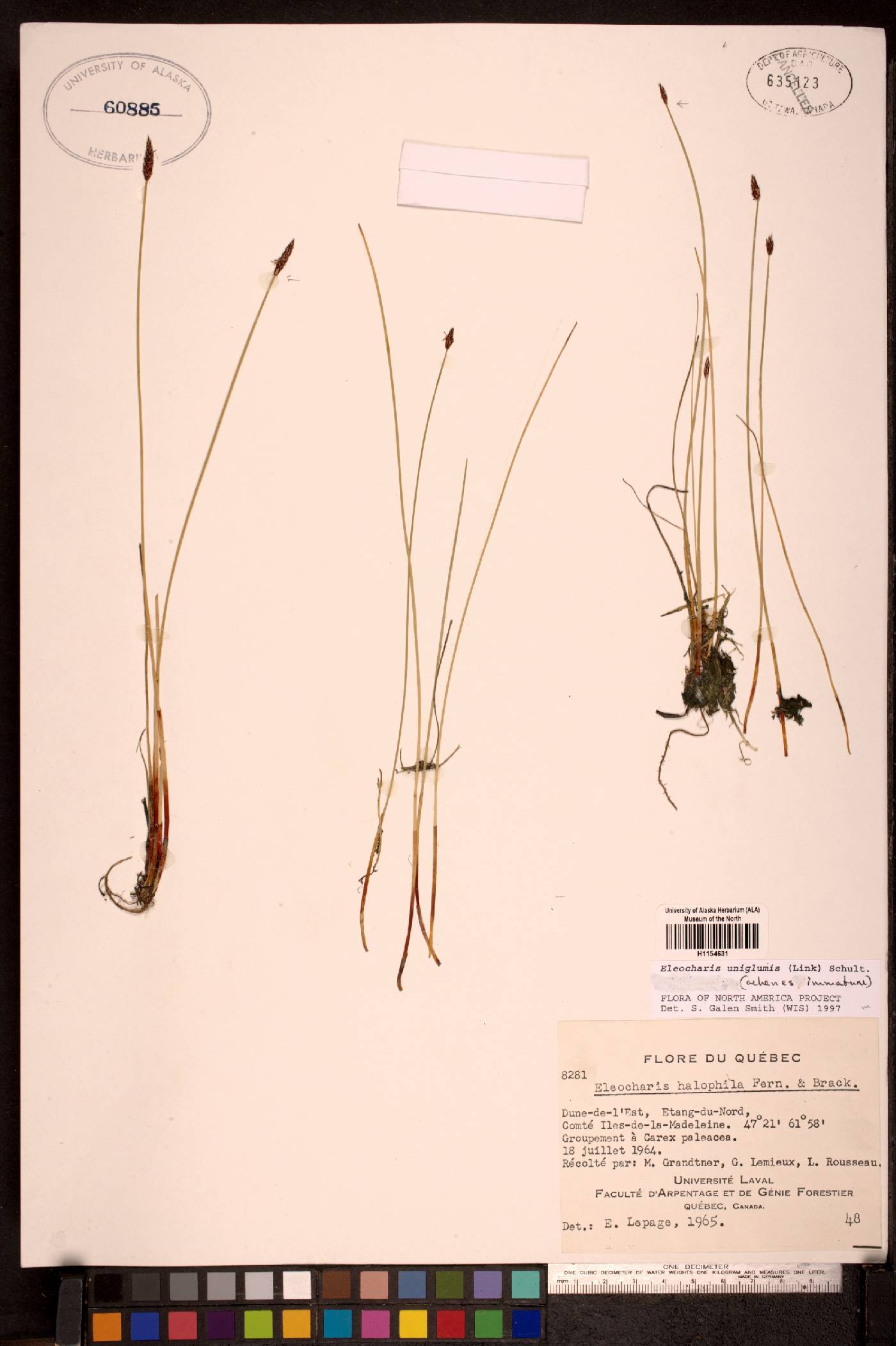 Eleocharis uniglumis image