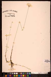 Eriophorum chamissonis image