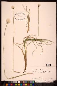 Eriophorum chamissonis image