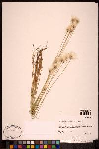 Eriophorum scheuchzeri subsp. scheuchzeri image