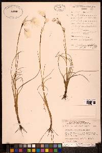 Eriophorum angustifolium image