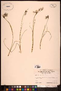 Eriophorum angustifolium image