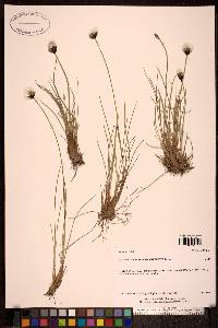 Eriophorum callitrix image