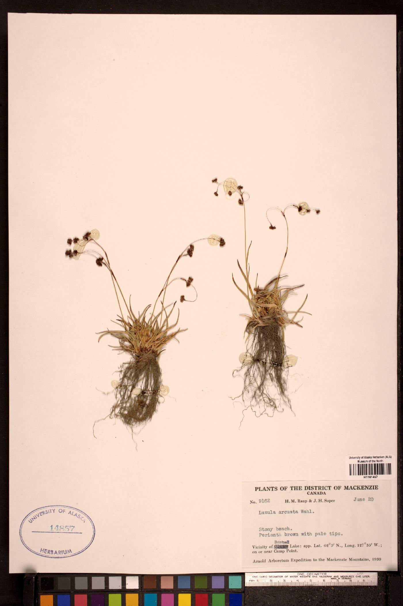 Luzula arcuata image