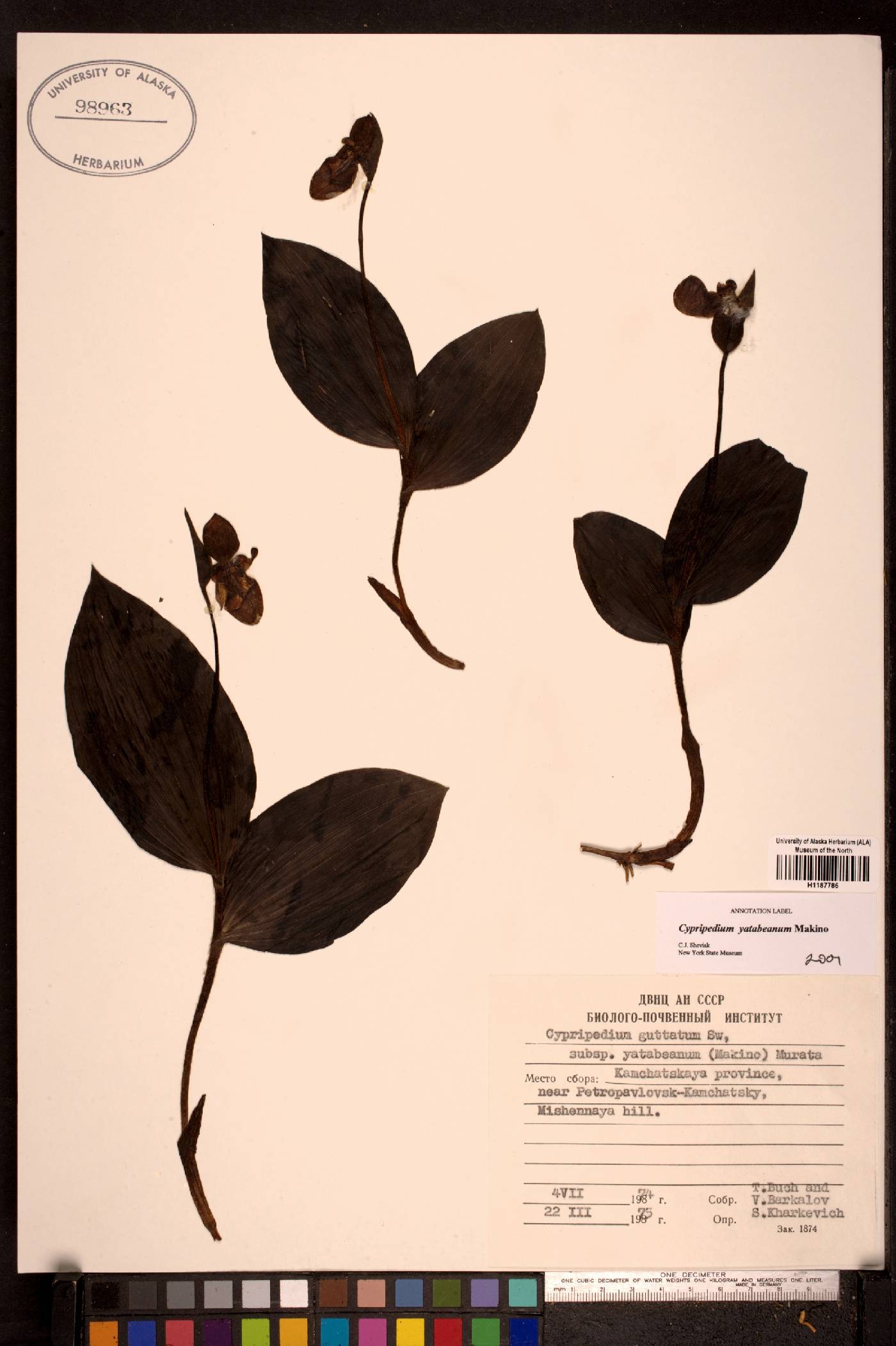 Cypripedium yatabeanum image