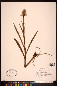 Dactylorchis maculata image