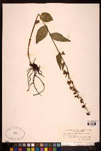 Epipactis atrorubens image