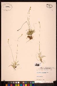 Tofieldia pusilla image