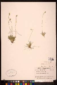 Tofieldia pusilla image