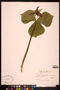 Trillium erectum image