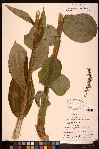 Veratrum viride image