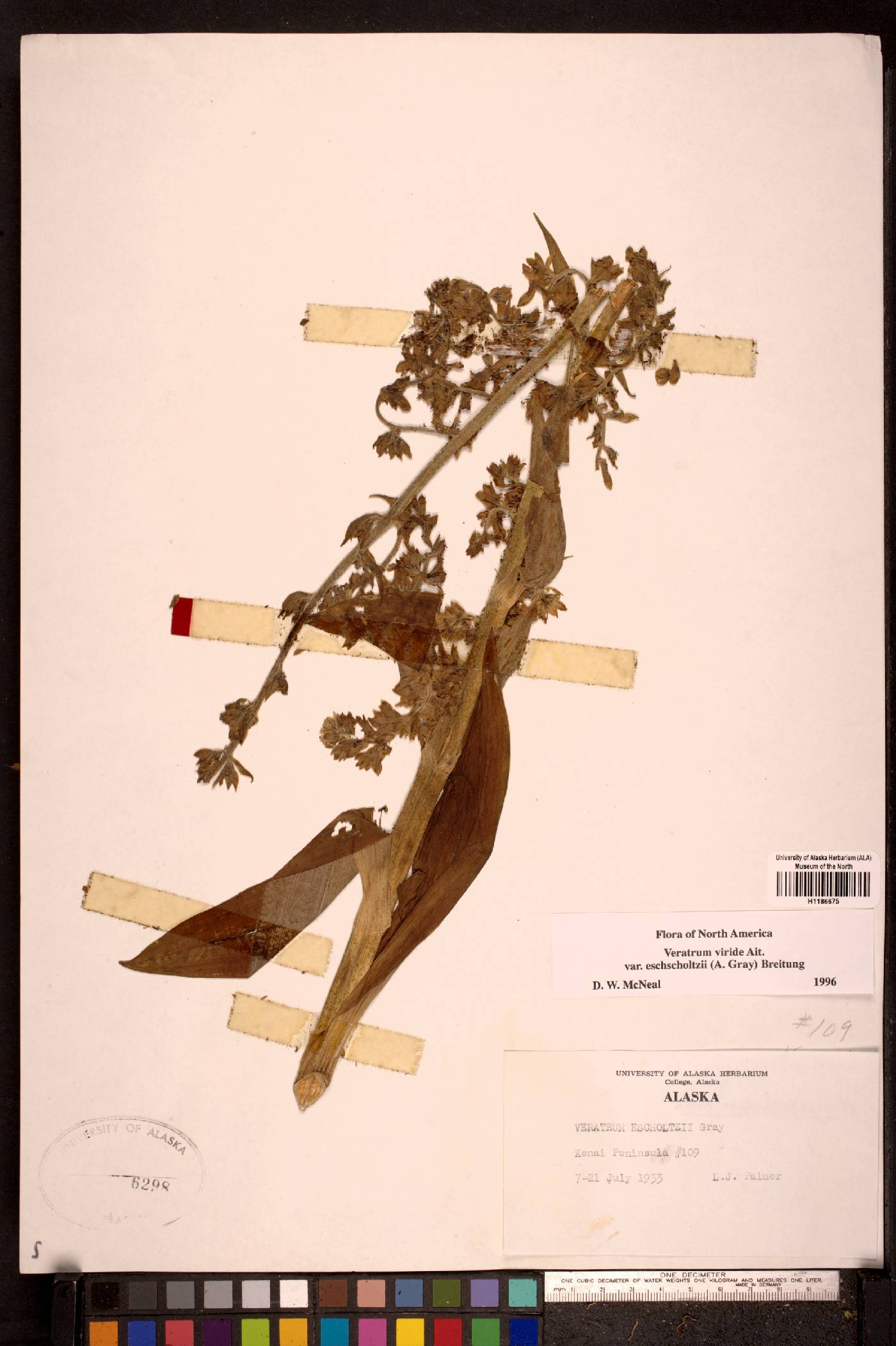 Veratrum viride subsp. eschscholtzii image