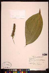 Veratrum viride image