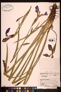 Iris setosa subsp. setosa image