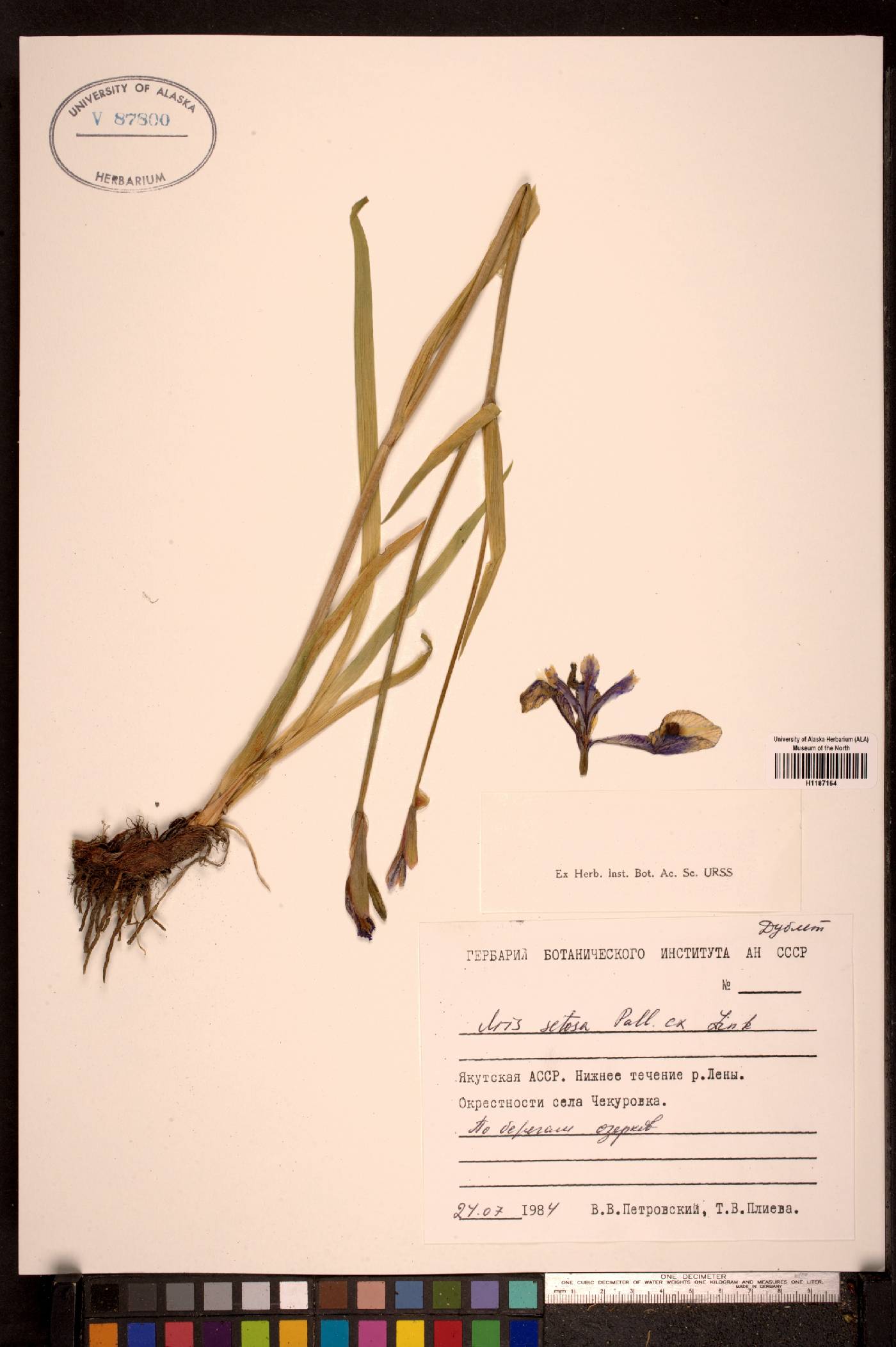 Iris setosa image