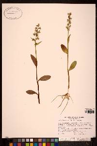 Coeloglossum viride image