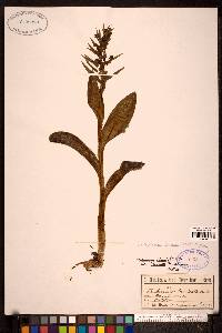 Coeloglossum viride image