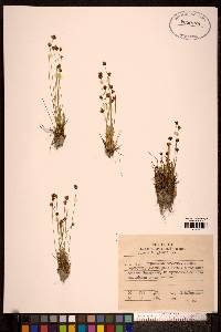 Juncus triglumis subsp. triglumis image