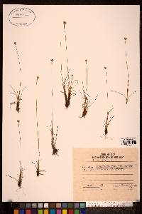 Juncus albescens image